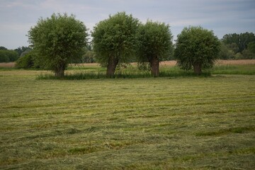 Fototapeta premium A row of old willow trees standing in a freshly mowed green meadow under an overcast sky