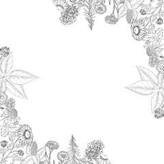 Obraz premium Medicinal plants for Herbal homemade organic tincture. Alternative medicine, herbal collection. Hand drawn ink style vector illustration