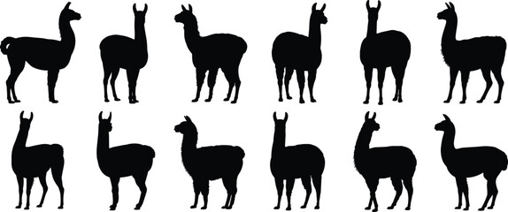 Obraz premium Llama silhouette vector set in side view, South American camelid design, farm animal shape for textile, graphic, and decor