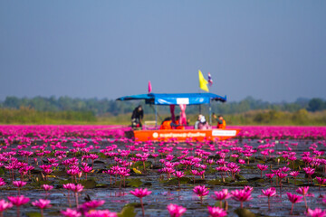 The Red Lotus Sea in Udon Thani Province, Thailand, is an Amazing Thailand tourist attraction. (On blurry background: tourist boats.)
