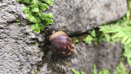 Close-up of a brown garden snail crawling on a grey stone wall with green moss and liverwort. © Aliioss