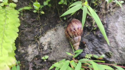 Close-up of a brown garden snail crawling on a grey stone wall with green moss and liverwort. © Aliioss