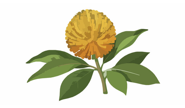 Kadam flower vector illustration with detailed kadamba bloom and leaves botanical design element isolated on white background