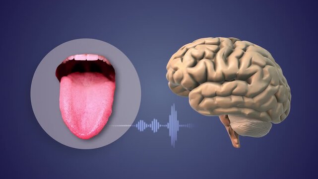 Speech Muscle Control Linked to Broca&rsquo;s Area