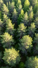 Fototapeta premium Aerial View of Dense Forest Canopy.