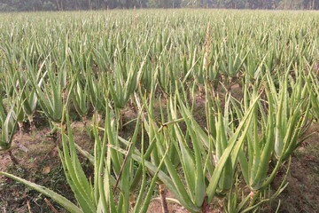 Obraz premium aloe vera leaf plant on farm for harvest