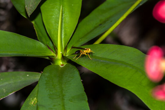 A yellow paper wasp (Polistes versicolor) rests on a vibrant green leaf. This common social insect from South America is a key pollinator and pest controller.