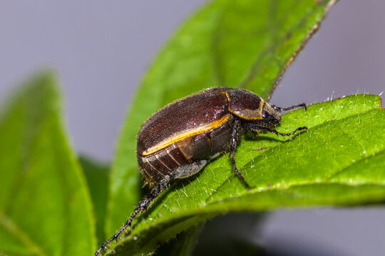 Extreme macro of a native Brazilian beetle, Leucothyreus albopilosus. This detailed shot reveals its lamellate antennae, hairy body, and distinct yellow stripes on the pronotum while perched