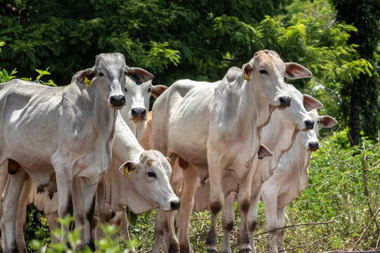 Herd of Nelore cattle grazing in a pasture on the brazilian ranch