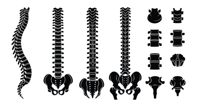 A collection of spinal column and pelvic bone silhouettes shown in various views on transparent background high quality professional detailed modern