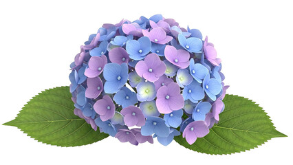 Obraz premium Blue and Purple Hydrangea Flower with Green Leaves
