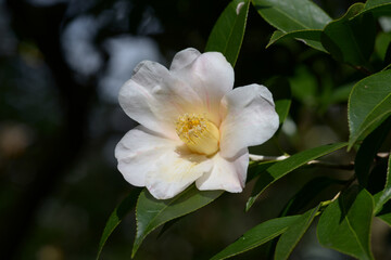 Obraz premium 雪中花 ツバキ