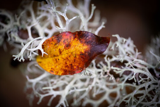 Autumn leave on oakmoss on a branch