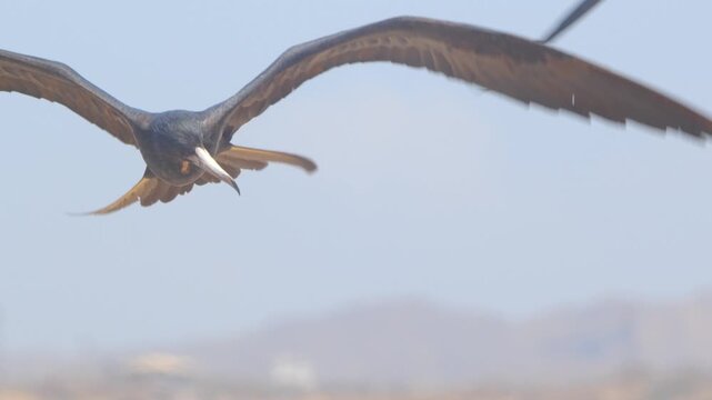 Frigatebird gliding into headwind while looking down Piura Peru, close up