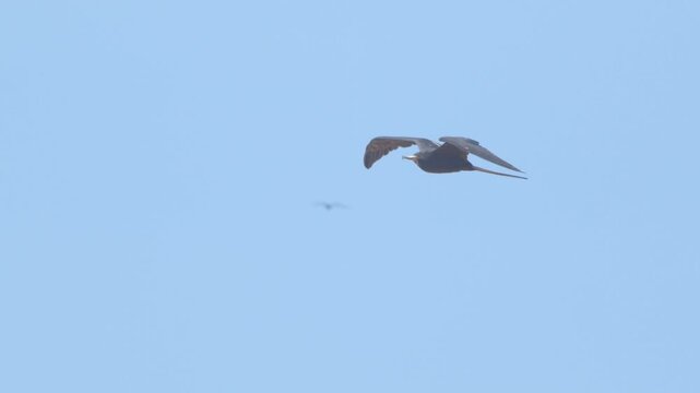 Male frigatebird gliding calmly on clear blue day Piura Peru