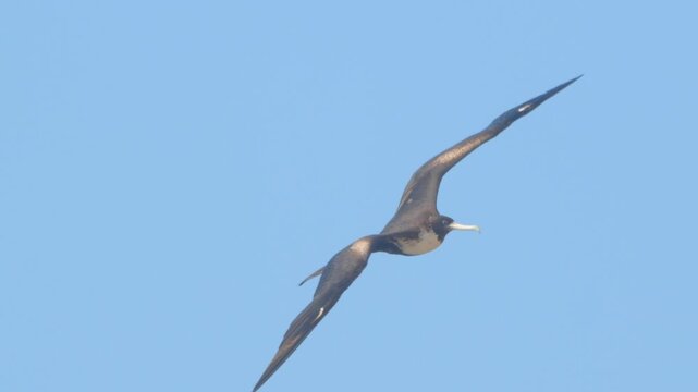 Frigatebird turning mid flight while scanning surroundings Piura Peru