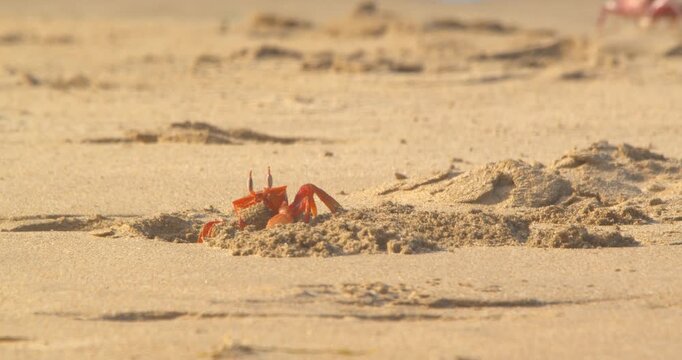 Crab digging burrow while facing camera and moving sand Piura Peru