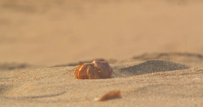 Hermit crab emerging from small sand burrow and walking out of frame Piura Peru