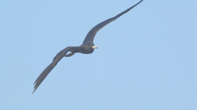 Frigatebird banking right while flying in open sky Piura Peru