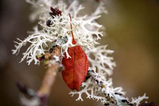 Autumn leave on oakmoss on a branch
