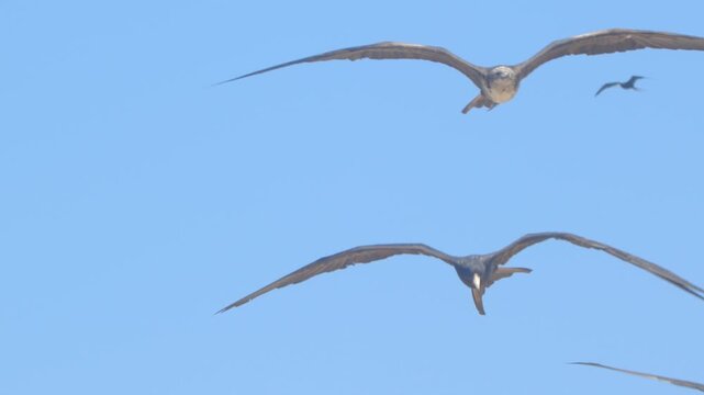 Frigatebirds flying into wind while facing camera Piura Peru