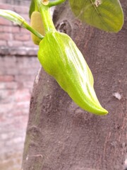 green Jackfruit buds 