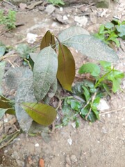 mango plant on the ground