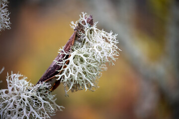 Oakmoss lichen growing on tree trunks © Vesna