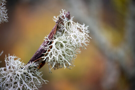 Oakmoss lichen growing on tree trunks