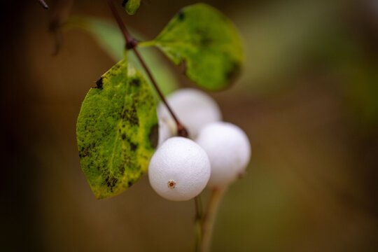Mountain snowberry shrub with berries in autumn