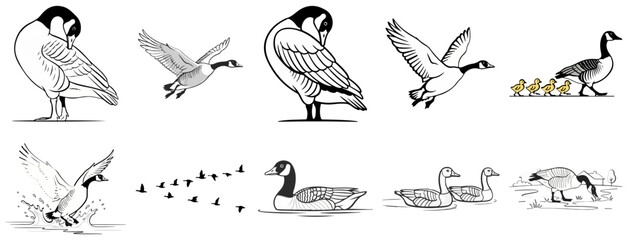 Canada Goose Illustration Set
