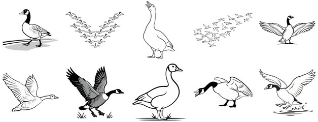 Canada Goose Illustration Set