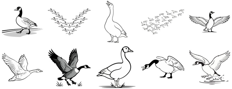 Canada Goose Illustration Set