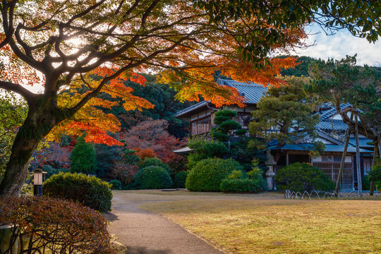 夕暮れ時の光が差し込む日本庭園の紅葉と芝生の風景