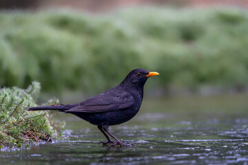 Blackbird (Turdus merula) standing on the ice of a pond in the forest in the Netherlands                            
