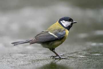 Obraz premium Great Tit (Parus major) standing on the ice of a pond in the forest in the Netherlands 