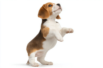 Beagle puppy dog standing white background cute playful small pet animal beagle puppy dog standing hind legs over white background playful pose