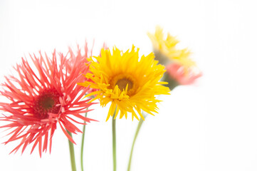 Naklejka premium カラフルなガーベラ