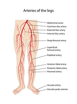 Arteries of the legs. Human circulatory system. Diagram of circulatory system with main parts labeled. Anatomical vector illustration in flat style isolated over white background.