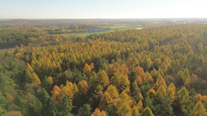 Obraz premium Top down view of mixed forest nature in fall