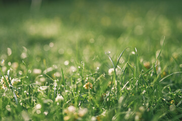Fototapeta premium Macro view of grass blades with water droplets