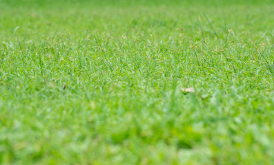 Naklejka premium Green Grass Field Under Soft Sunlight In Fresh Outdoor Landscape