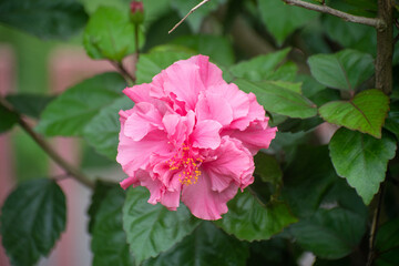 Obraz premium Hibiscus Fragilis Mandrinette Flower Blooming In Natural Tropical Light