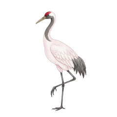 Fototapeta premium Graceful Red Crowned Crane Standing on One Leg with a Pink Lotus Flower Digital Watercolor Illustration