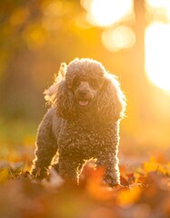 A fluffy, brown dog stands in a park, backlit by golden sunlight amongst autumn leaves