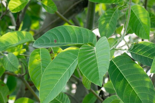 Neolamarckia Cadamba Kadam Leaves Showing Lush Tropical Foliage