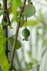 Psidium Guajava Guava Fruit Growing On Tree In Tropical Garden