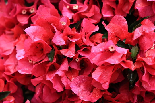 Fondo de flores de buganvilla rosa en primer plano con textura natural