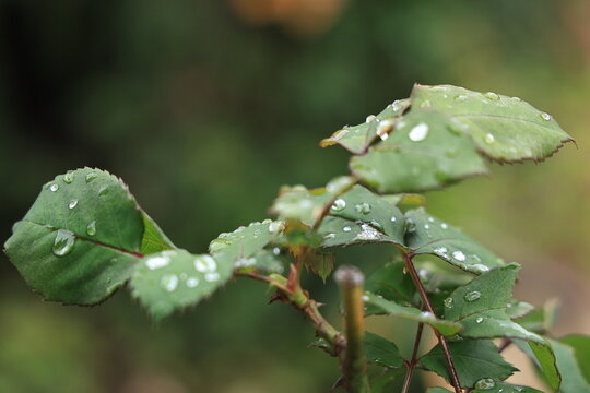 Gotas de roc&iacute;o sobre hojas verdes de rosal en primer plano.