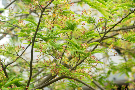 Tamarindus Indica Tamarind Tree In Tropical Landscape